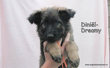 Diniël-Dreamy, ODH pup van 7 wk
